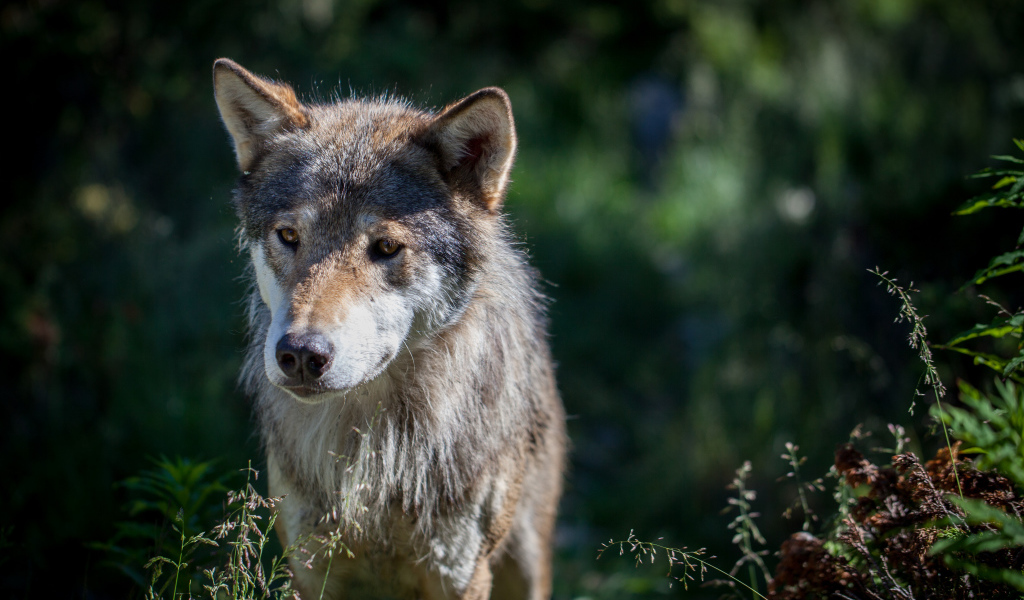 Грустный серый волк в траве