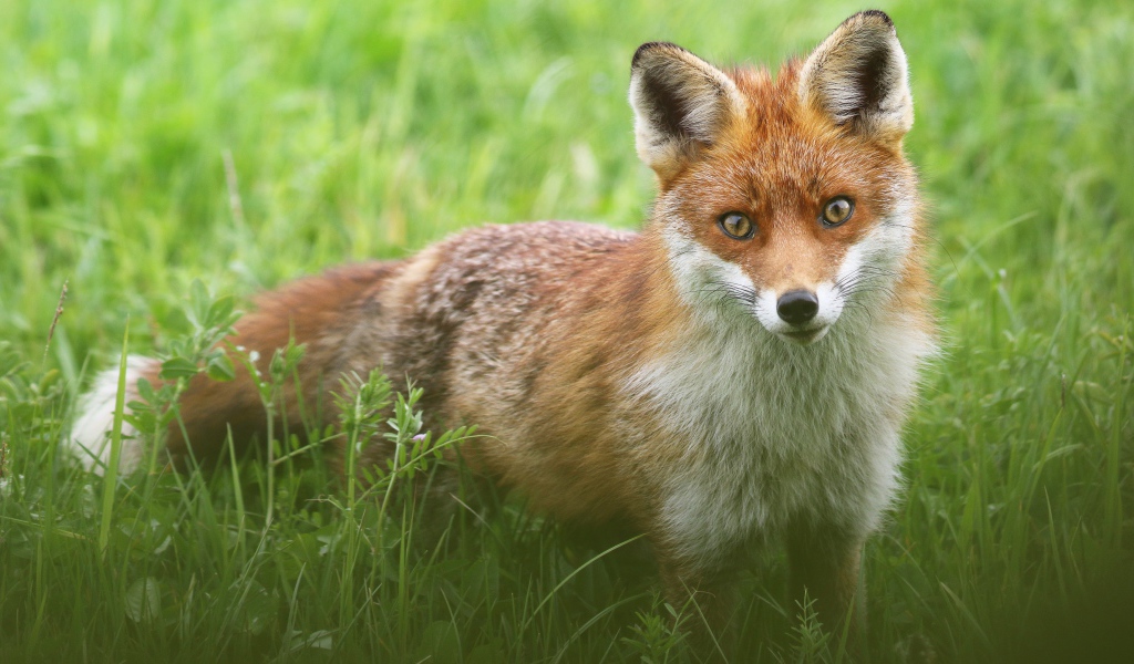 Хитрая лиса стоит в зеленой траве 