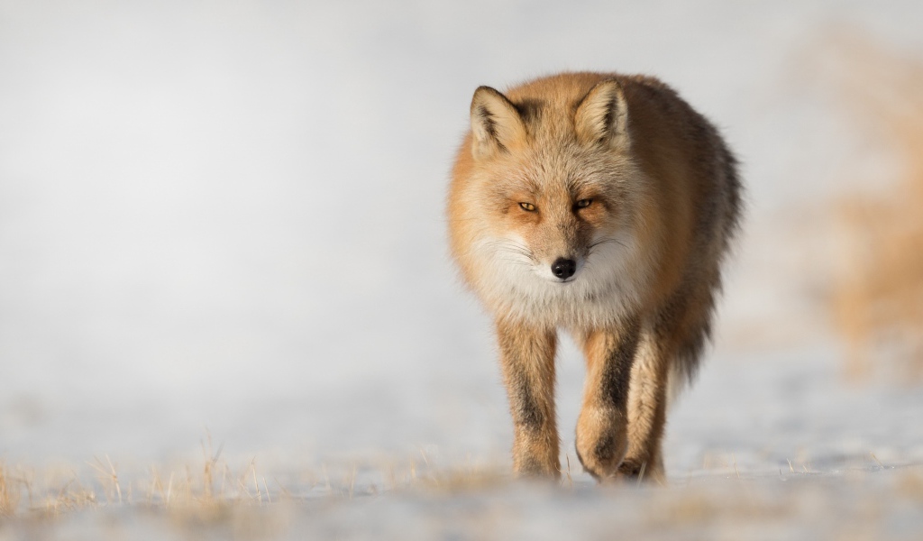 Хитрая рыжая лиса крупным планом