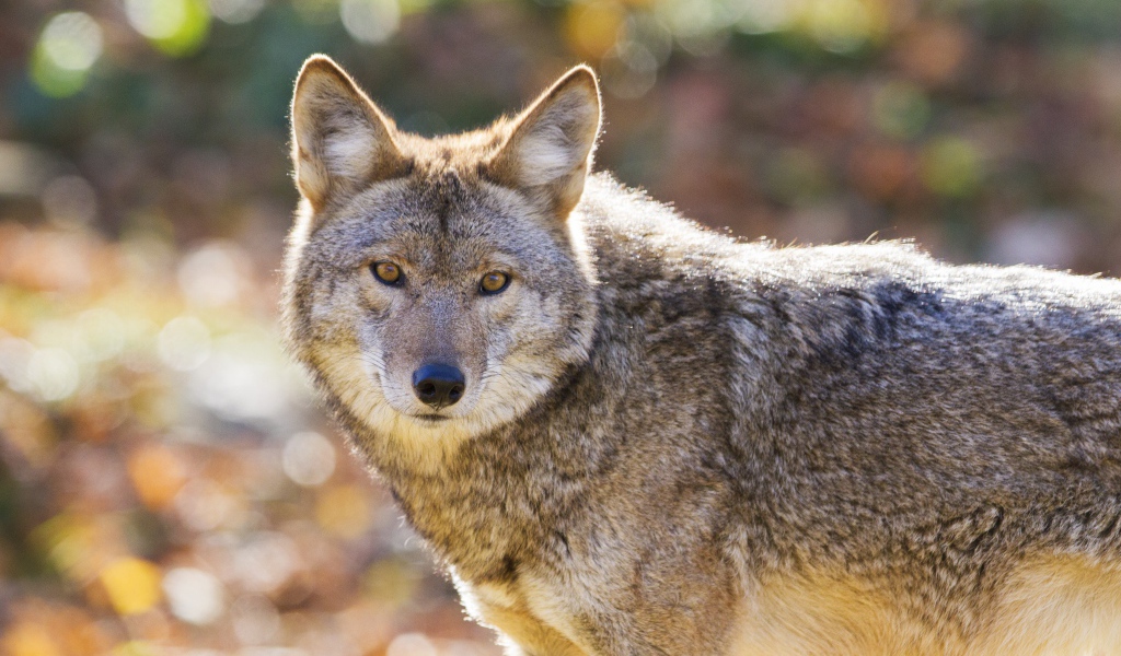 Взгляд большого серого волка 