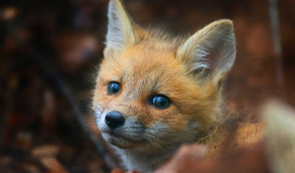 Взгляд маленького испуганного рыжего лисенка