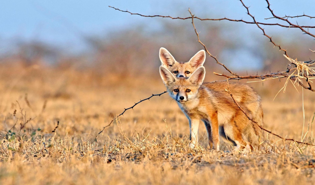 Две лисы фенек на сухой траве 