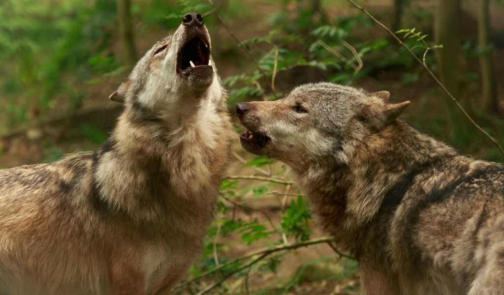 Два серых волка воют в лесу