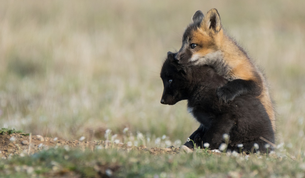 Два маленьких лисенка на траве
