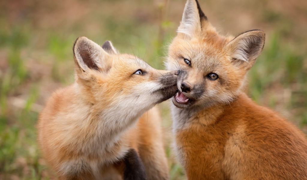 Две маленькие рыжие лисицы
