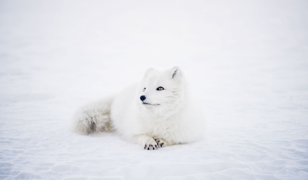 Белый песец лежит на снегу 
