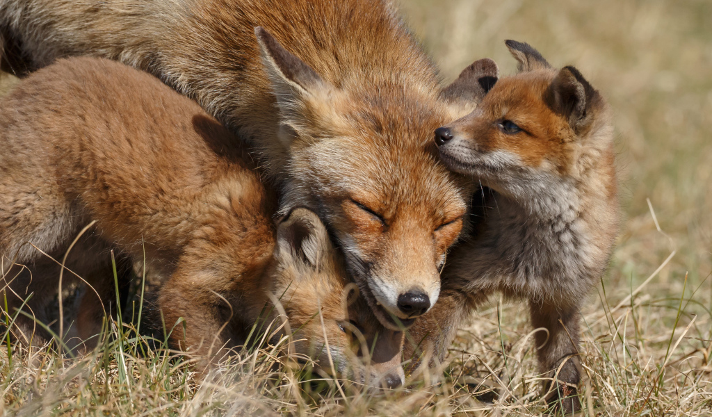 Дикая лиса с маленькими лисятами