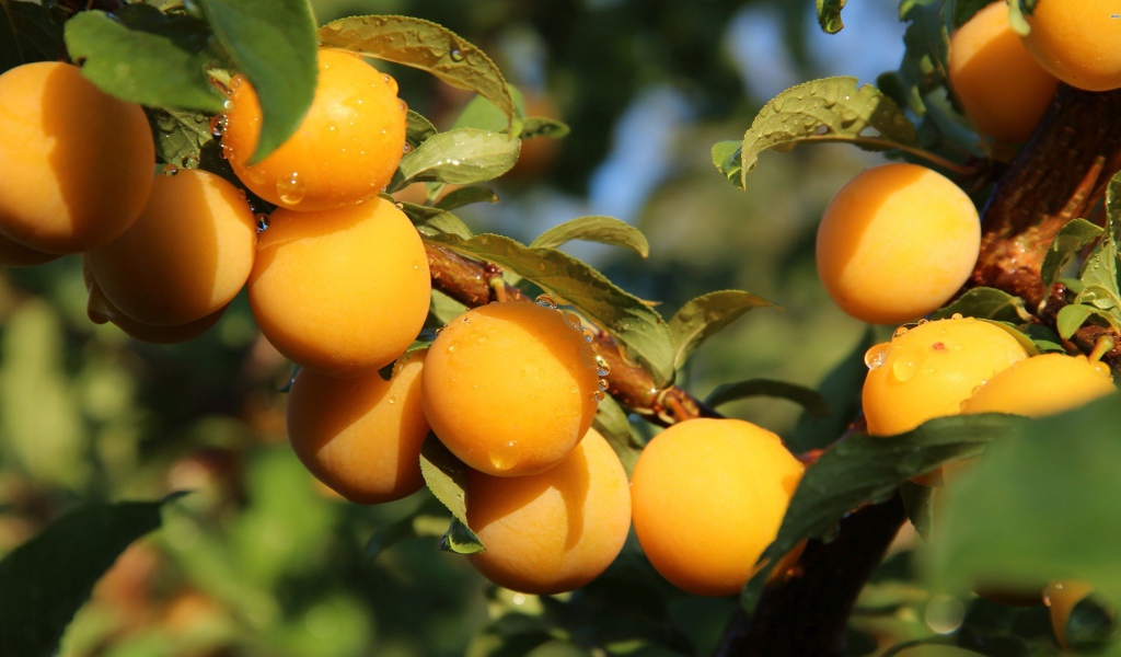 Много желтых слив на ветке дерева