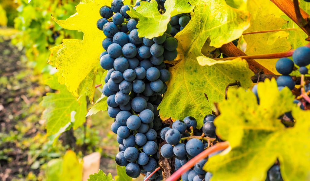 Гроздья синего винограда крупным планом