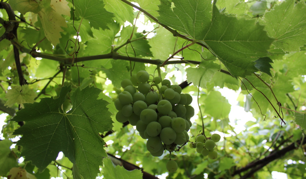 Зеленый виноград на лозе среди листьев