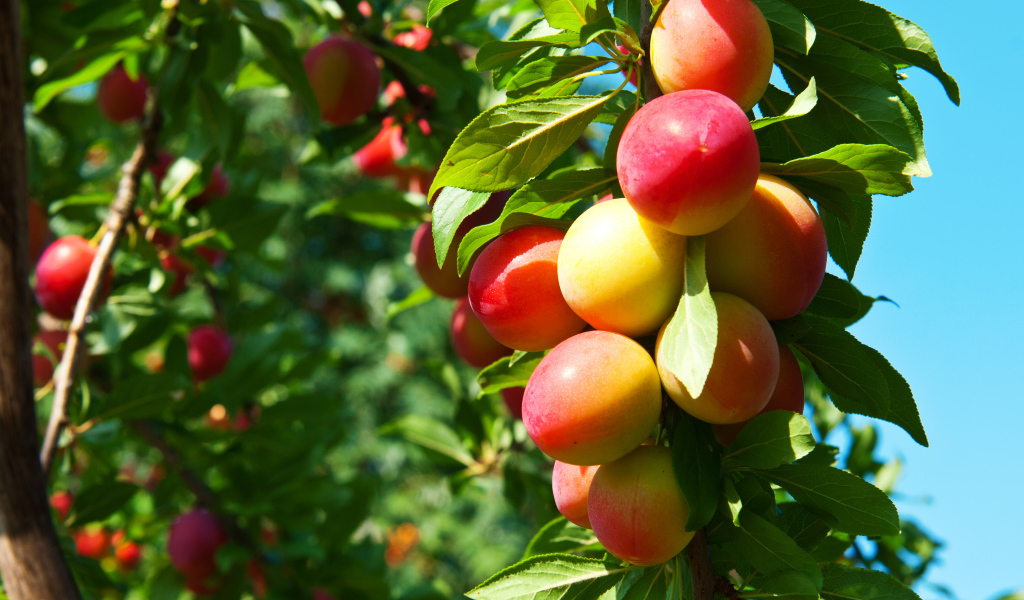 Спелая сочная алыча на ветке