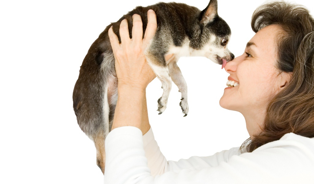 Девушка держит в руках собаку породы чихуахуа