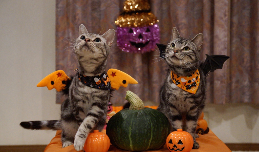 Два серых кота в костюмах на праздник Хэллоуин 