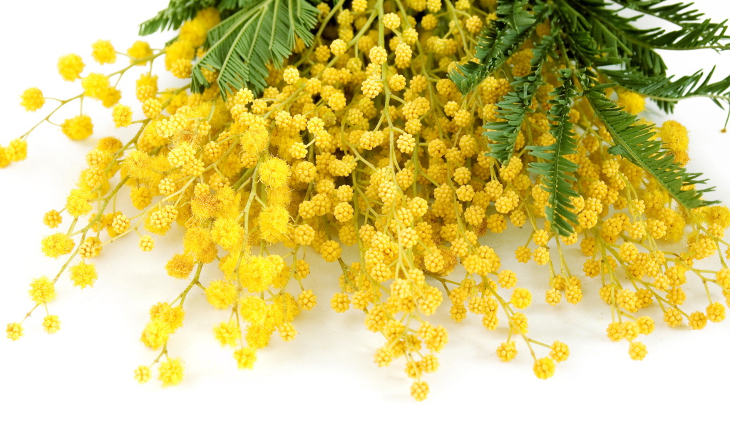 Букет красивой желтой мимозы на белом фоне в 8 марта