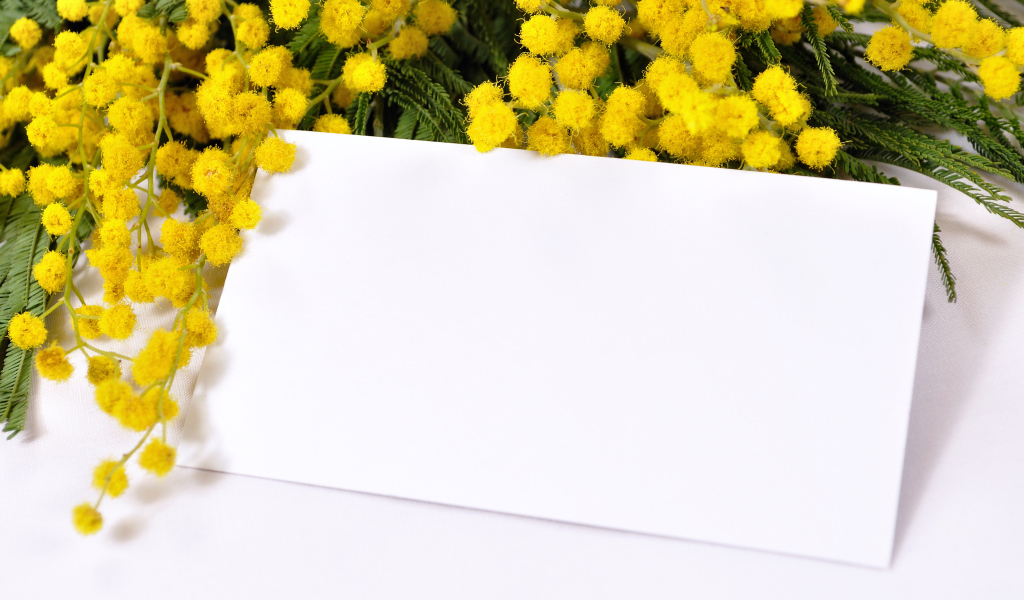 Шаблон для поздравительной открытки с ветками мимозы на Международный женский день 8 марта