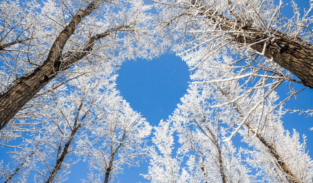 Кроны покрытых инеем деревьев воздают сердце на фоне голубого неба