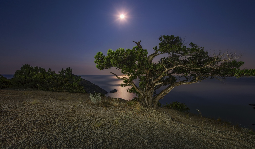 Большое зеленое дерево на берегу утеса при свете луны ночью