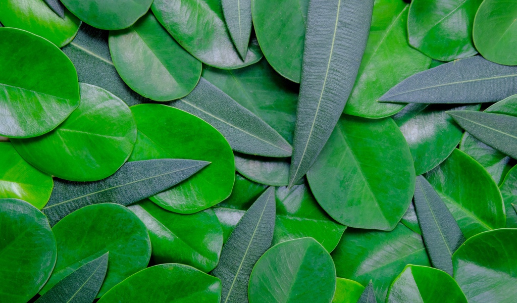 Много зеленых листьев крупным планом