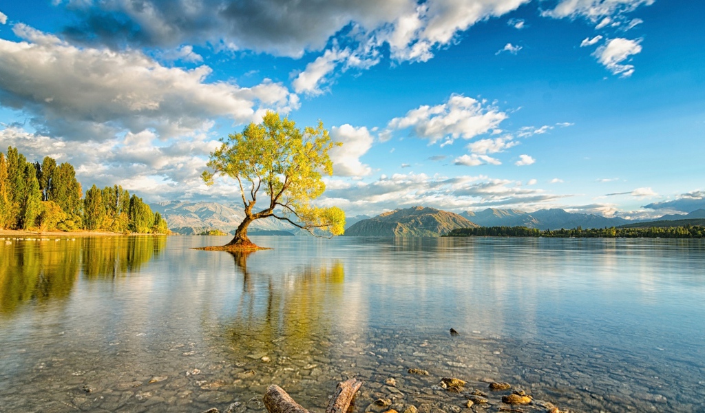 Дерево посреди озера под красивым небом с белыми облаками