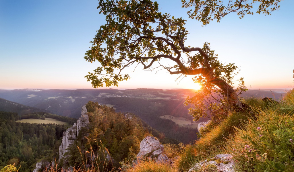 Дерево на краю утеса на рассвете