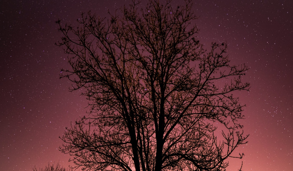 Дерево без листьев на фоне звездного неба 