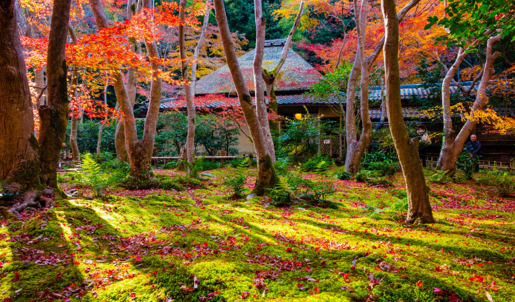 Осень в парке, Киото. Япония