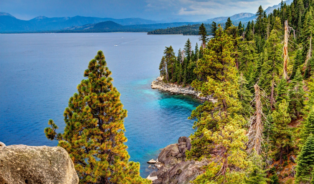 Красивое побережье покрыто зелеными соснами 