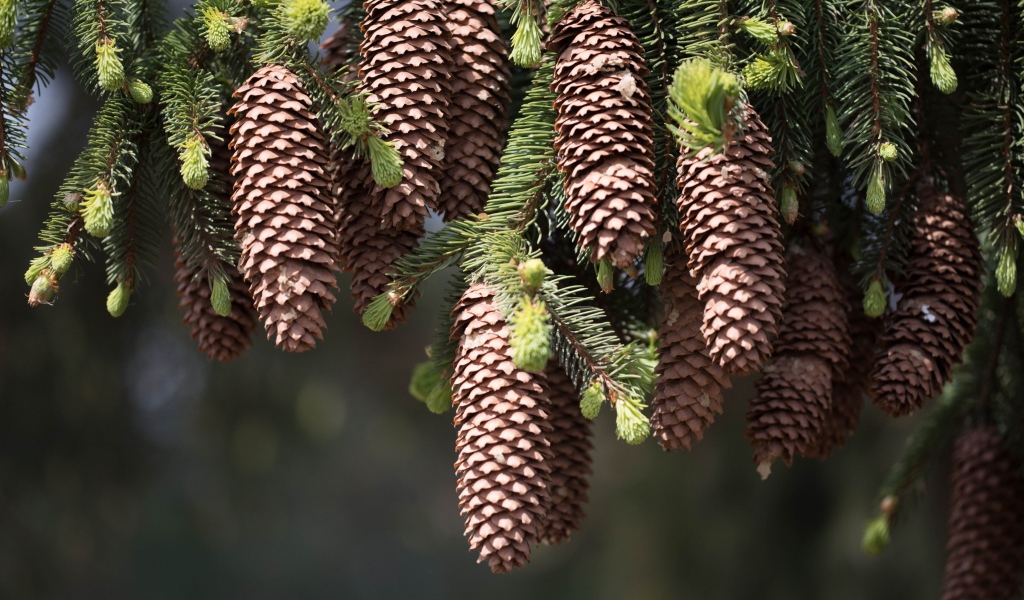 Большие шишки на зеленых ветках ели