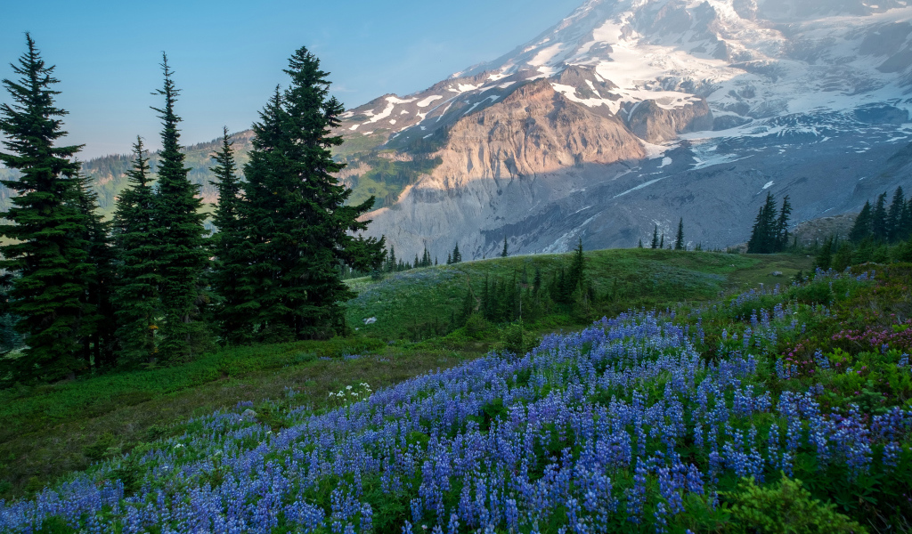 Голубые цветы люпина в лесу на фоне гор