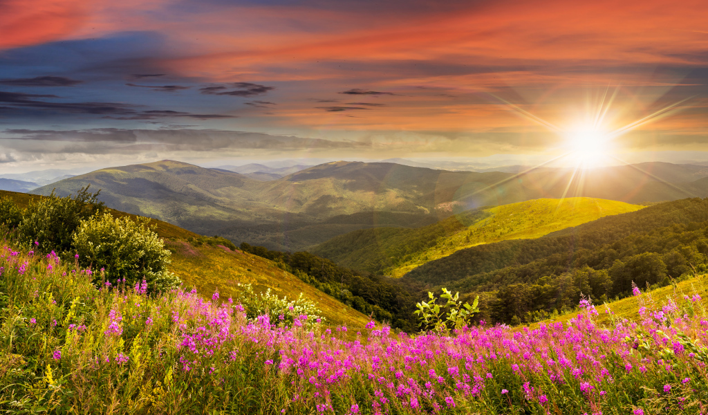 Рассвет яркого летнего солнца над холмами с розовыми цветами