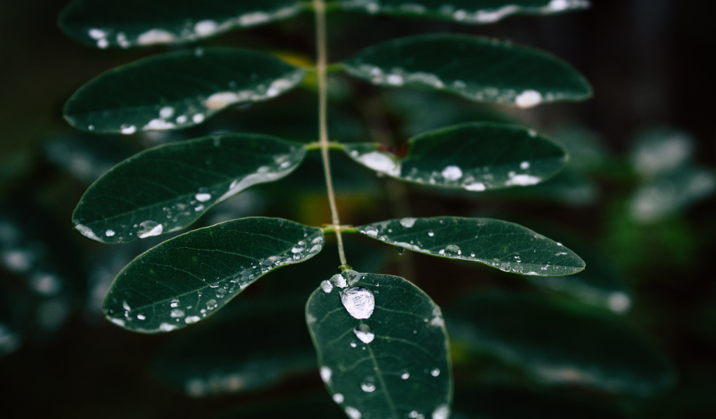 Капли дождя стекают по зеленому листу