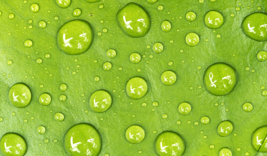 Drops on a green leaf close up