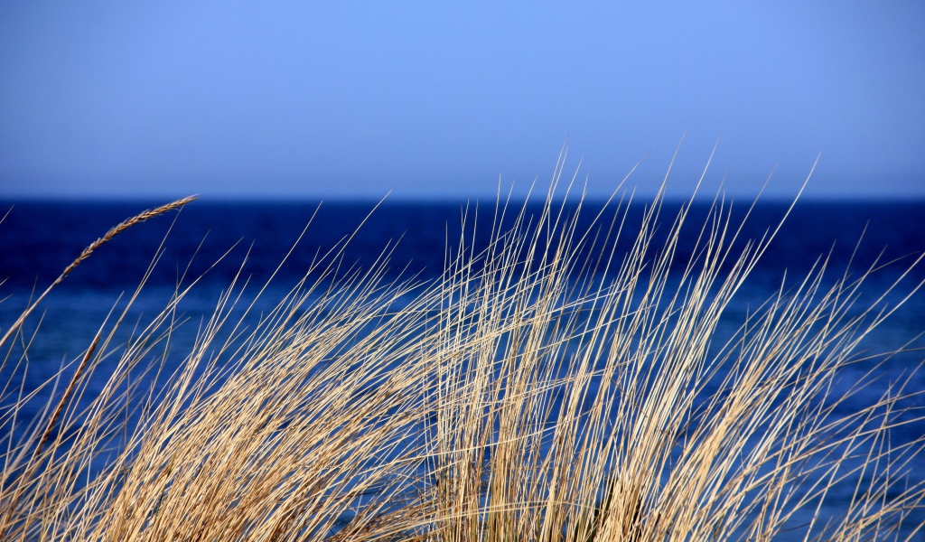 Сухая трава на фоне голубого горизонта