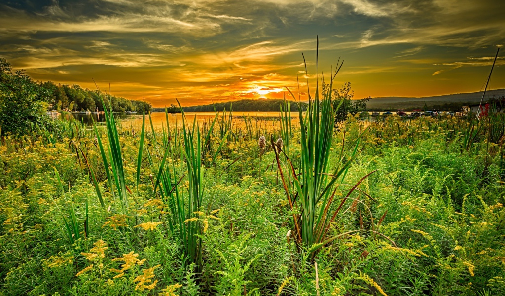 Трава на берегу озера под красивым небом на закате солнца