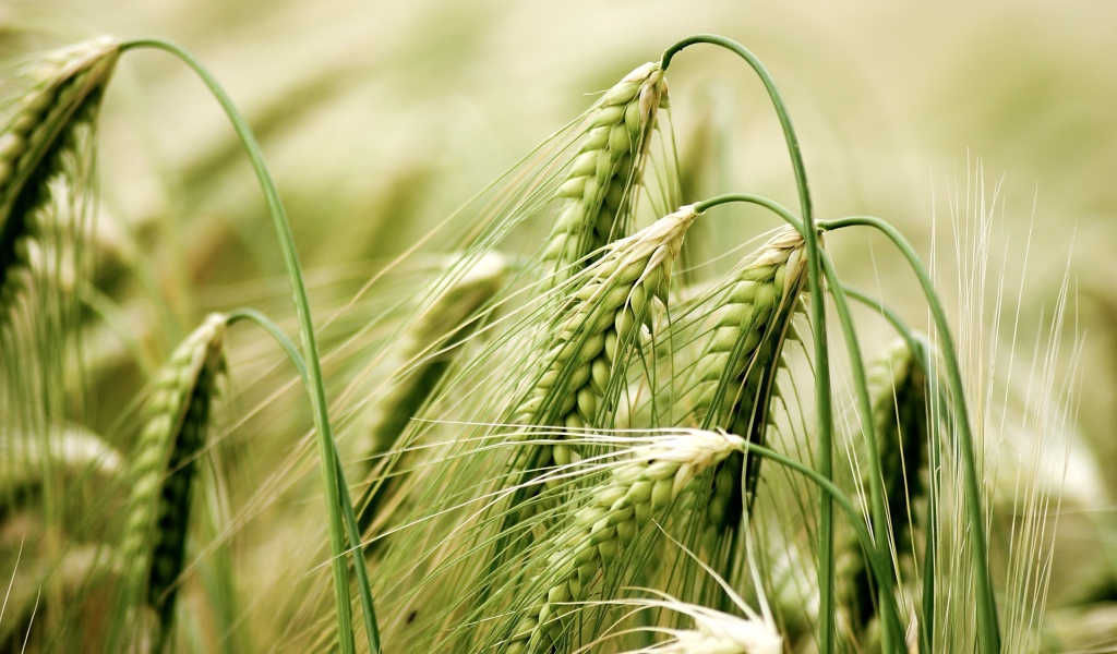 Зеленые колосья пшеницы крупным планом