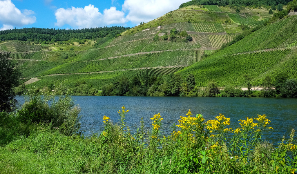 Зеленые поля на фоне реки