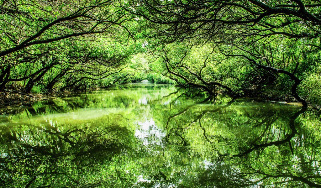 Зеленые деревья отражаются в реке