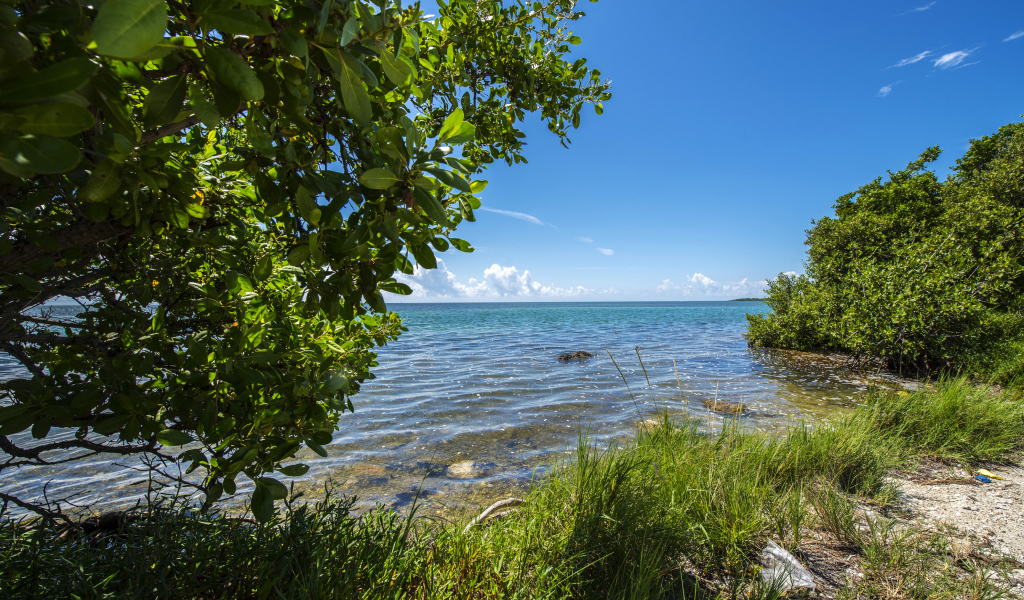 Зеленые деревья на побережье Флориды