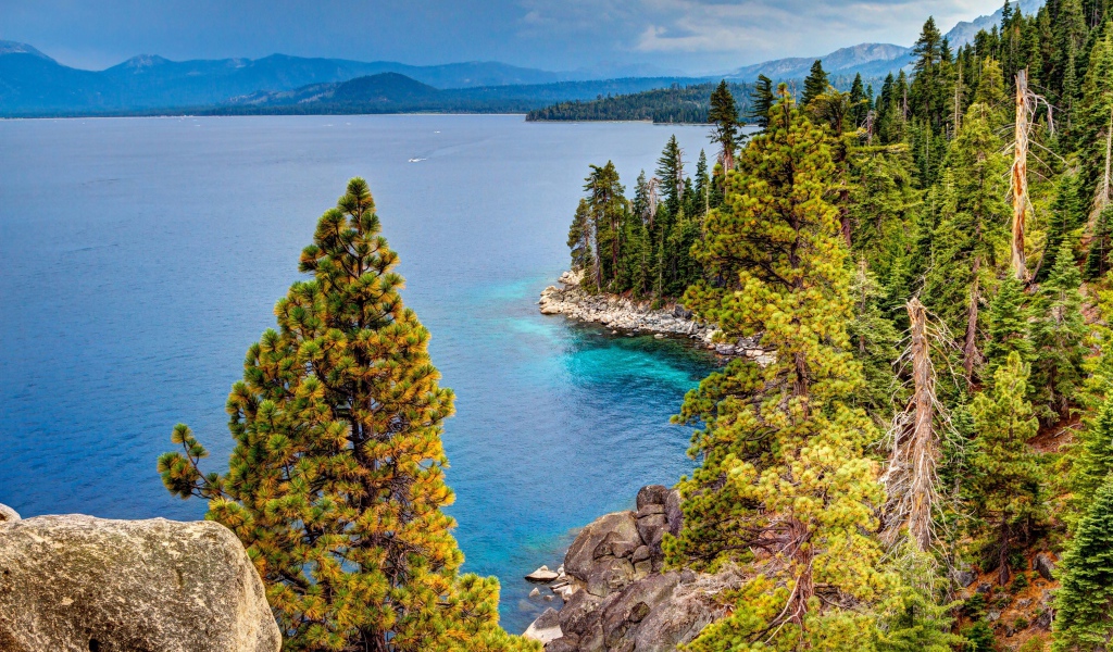 Высокие зеленые сосны на берегу озера