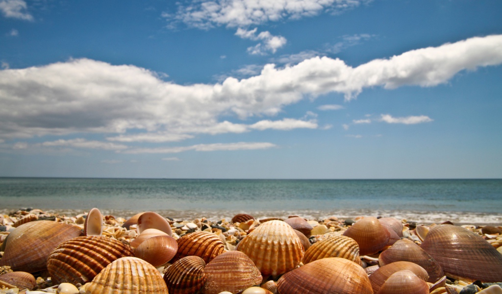 Large seashells on the seashore under a blue sky with white clouds