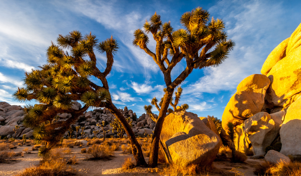 Большие тропические кактусы под голубым небом, США