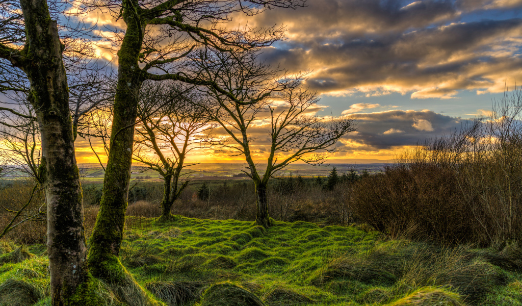 Покрытые мхом деревья на закате солнца