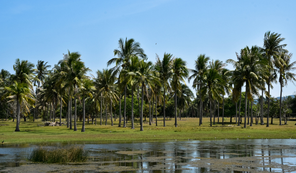 Пальмы на берегу у воды, Таиланд