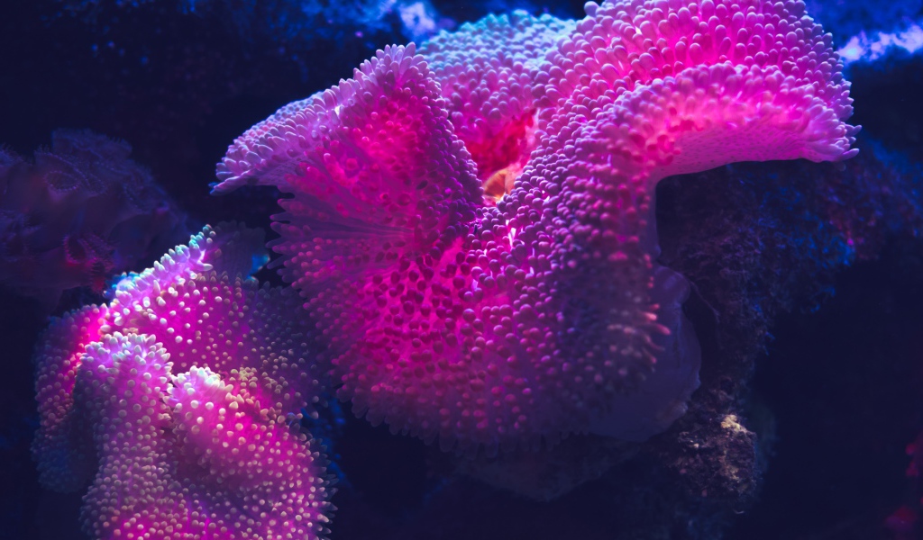 Розовый коралл под водой 