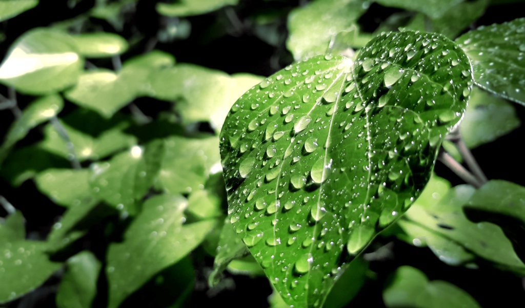 Капли дождя на зеленых листьях 