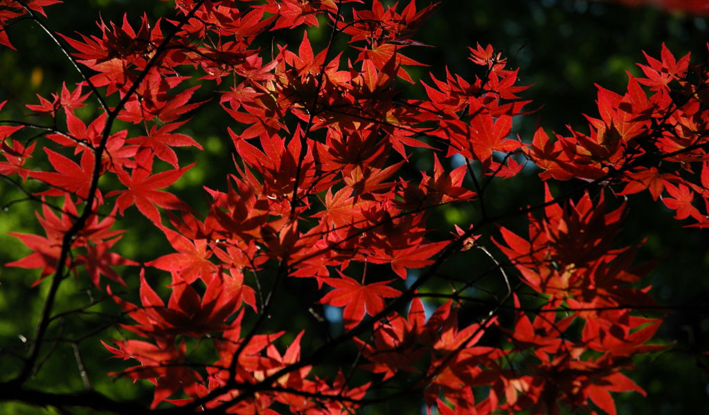 Красные листья на дереве осенью