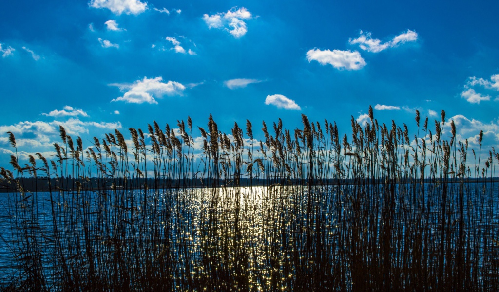 Камыш в реке под красивым голубым небом