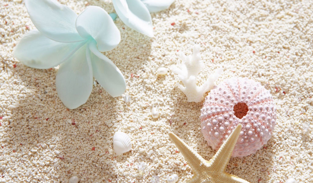 Ракушки и цветок плюмерии на белом песке