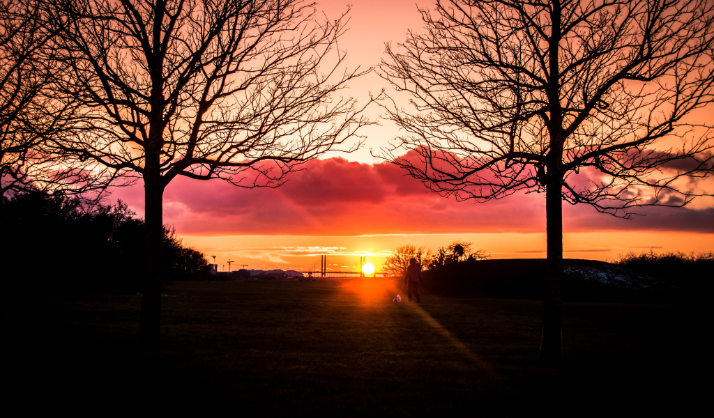 Силуэты деревьев на фоне яркого солнца