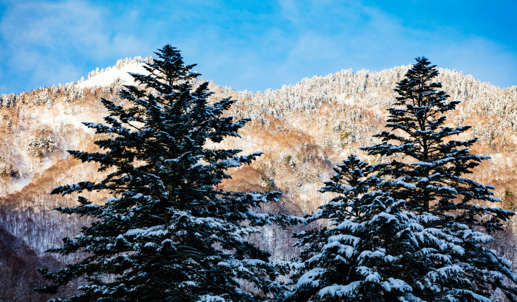 Заснеженные ели на фоне гор под голубым небом